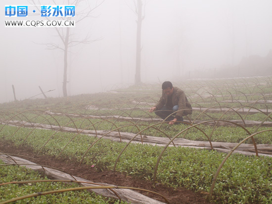 彭水鹿鸣人口_彭水鹿鸣