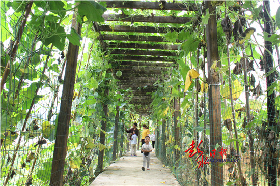 游客在绍庆街道阿依河社区勃希采摘园采摘
